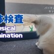 バーマン猫ラフ【身体検査】Physical examination（バーマン猫）Birman/Cat