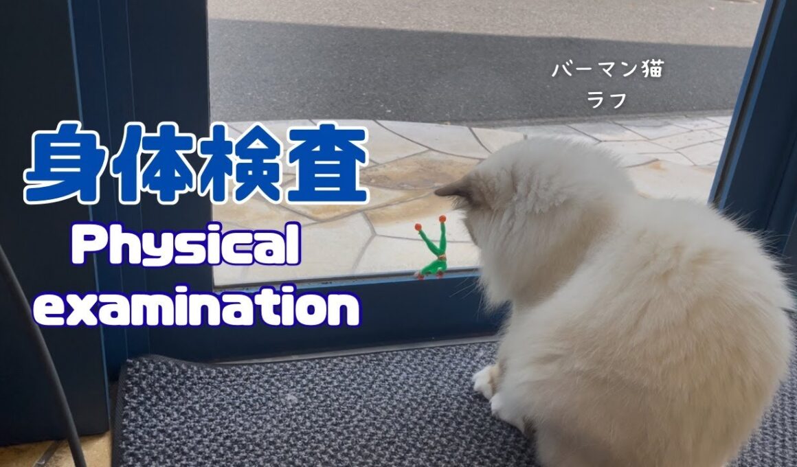 バーマン猫ラフ【身体検査】Physical examination（バーマン猫）Birman/Cat