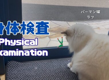 バーマン猫ラフ【身体検査】Physical examination（バーマン猫）Birman/Cat