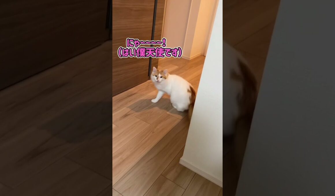 鳴き声も猫それぞれ😹　#shorts