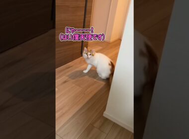 鳴き声も猫それぞれ😹　#shorts