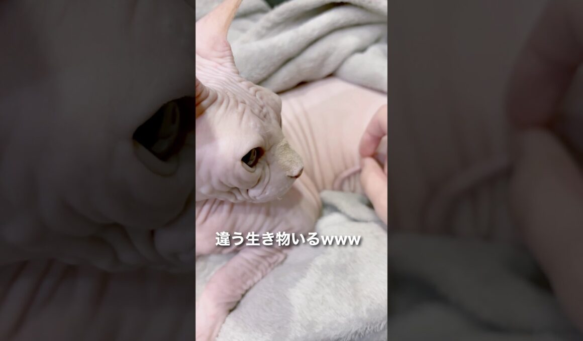 ナニコレ？！ #猫 #スフィンクス #ねこ