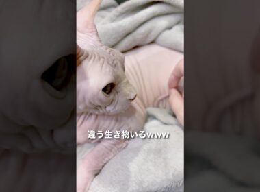 ナニコレ？！ #猫 #スフィンクス #ねこ