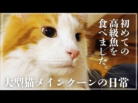 大型猫メインクーンの日常。まさかの高級魚が釣れました