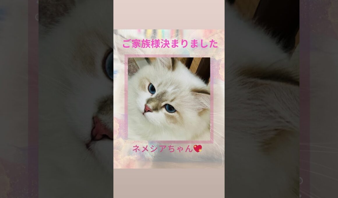 #サイベリアン のネメシアちゃん💖ご家族様決まりました♪抱っこができる#子猫をお探しなら、吉祥寺のサイベリアン専門#ペットショップ ロイヤルキャッツにお越し下さい😻