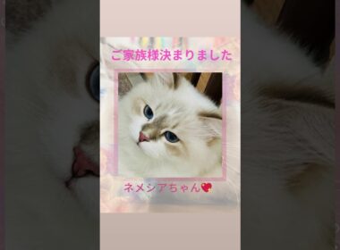 #サイベリアン のネメシアちゃん💖ご家族様決まりました♪抱っこができる#子猫をお探しなら、吉祥寺のサイベリアン専門#ペットショップ ロイヤルキャッツにお越し下さい😻