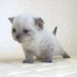 セルカークレックス子猫　Selkirk Rex　2025.９.26産まれ　ブルーポイント　巻き毛　女の子　シーダキャット猫のお店