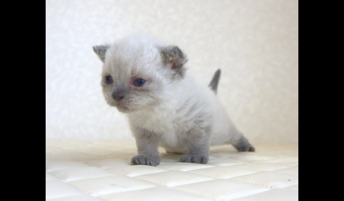 セルカークレックス子猫　Selkirk Rex　2025.９.26産まれ　ブルーポイント　巻き毛　女の子　シーダキャット猫のお店
