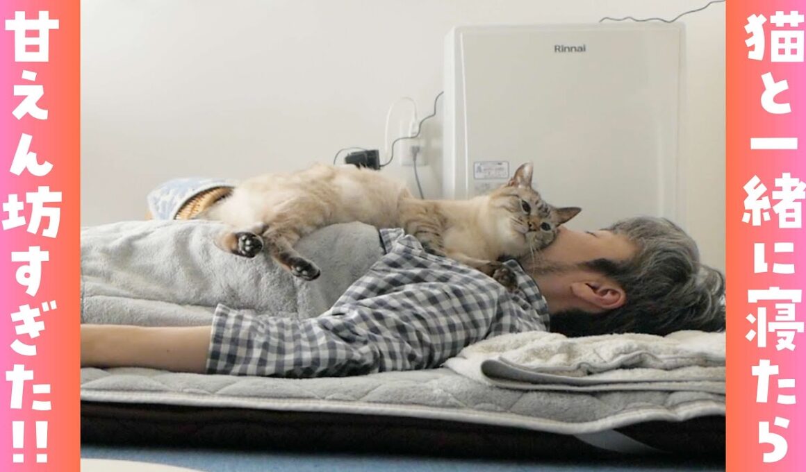 飼い主のことが大好きすぎる猫がベタベタすぎて困ってるんですヨォ