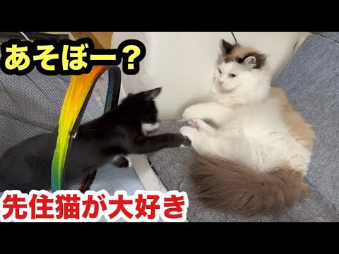 先住猫が大好きになった子猫ちゃぴ