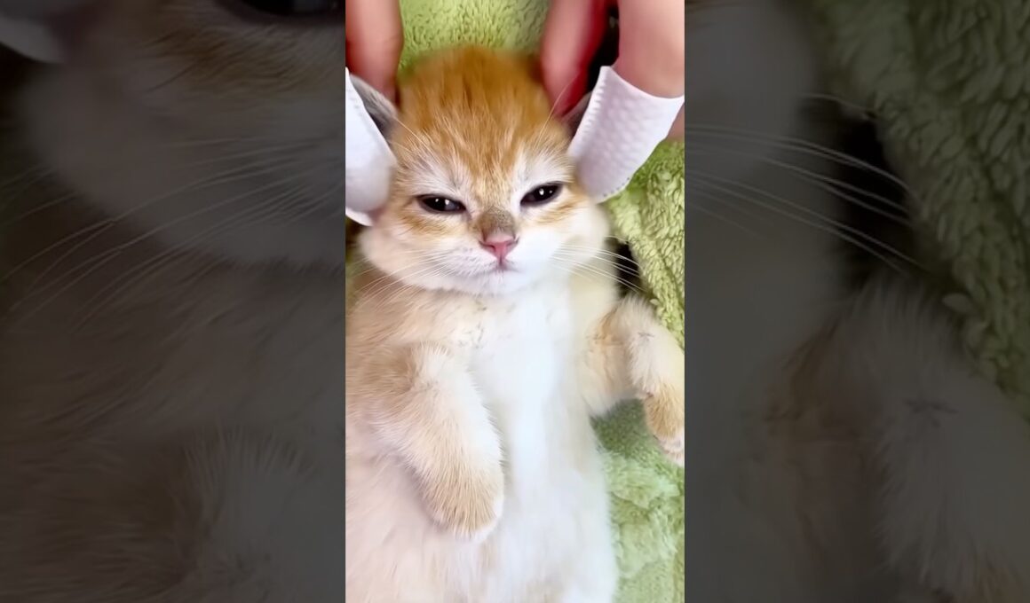 Kitten Spa Day 😻💆‍♀️ — The Cutest Massage Ever!