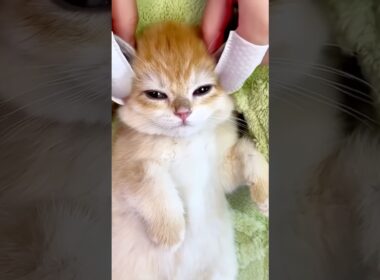 Kitten Spa Day 😻💆‍♀️ — The Cutest Massage Ever!