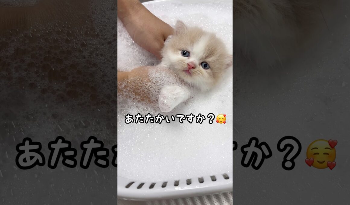 子猫はじめてのお風呂【ラガマフィン】