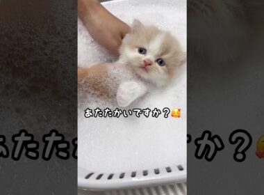 子猫はじめてのお風呂【ラガマフィン】