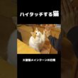 愛猫のおやつタイム #shorts #cat