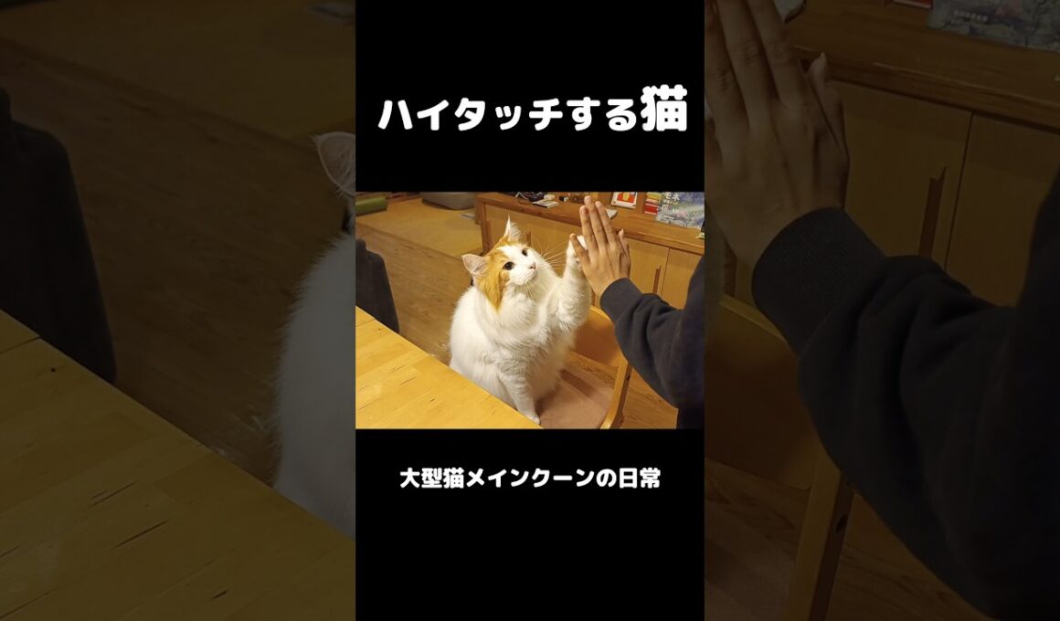 愛猫のおやつタイム #shorts #cat