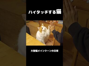 愛猫のおやつタイム #shorts #cat