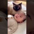 シャム猫が赤ちゃんに“おはよう”する朝が平和すぎる