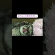 赤ちゃん猫のはずが、未確認生物…？？   #cat #kitten #猫 #子猫 #ねこ #こねこ #保護猫 #猫のいる暮らし  #shorts