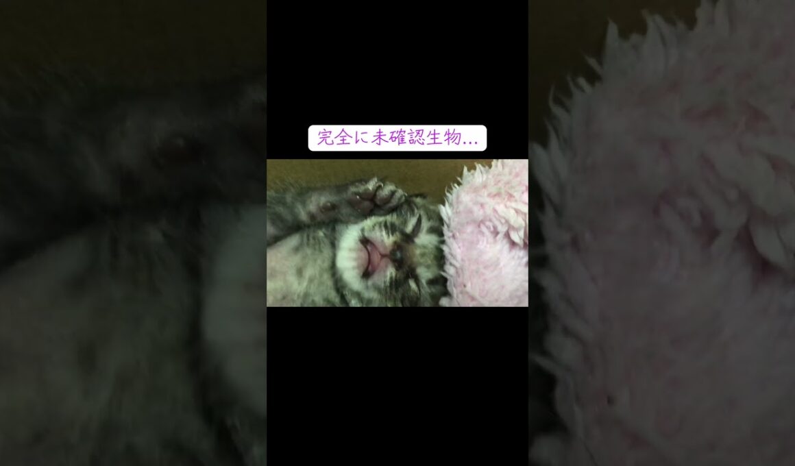 赤ちゃん猫のはずが、未確認生物…？？   #cat #kitten #猫 #子猫 #ねこ #こねこ #保護猫 #猫のいる暮らし  #shorts
