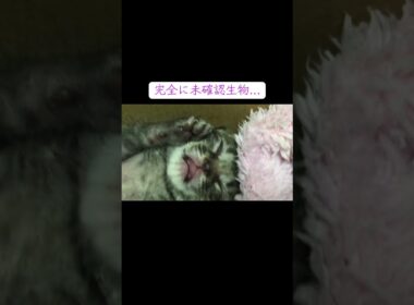赤ちゃん猫のはずが、未確認生物…？？   #cat #kitten #猫 #子猫 #ねこ #こねこ #保護猫 #猫のいる暮らし  #shorts