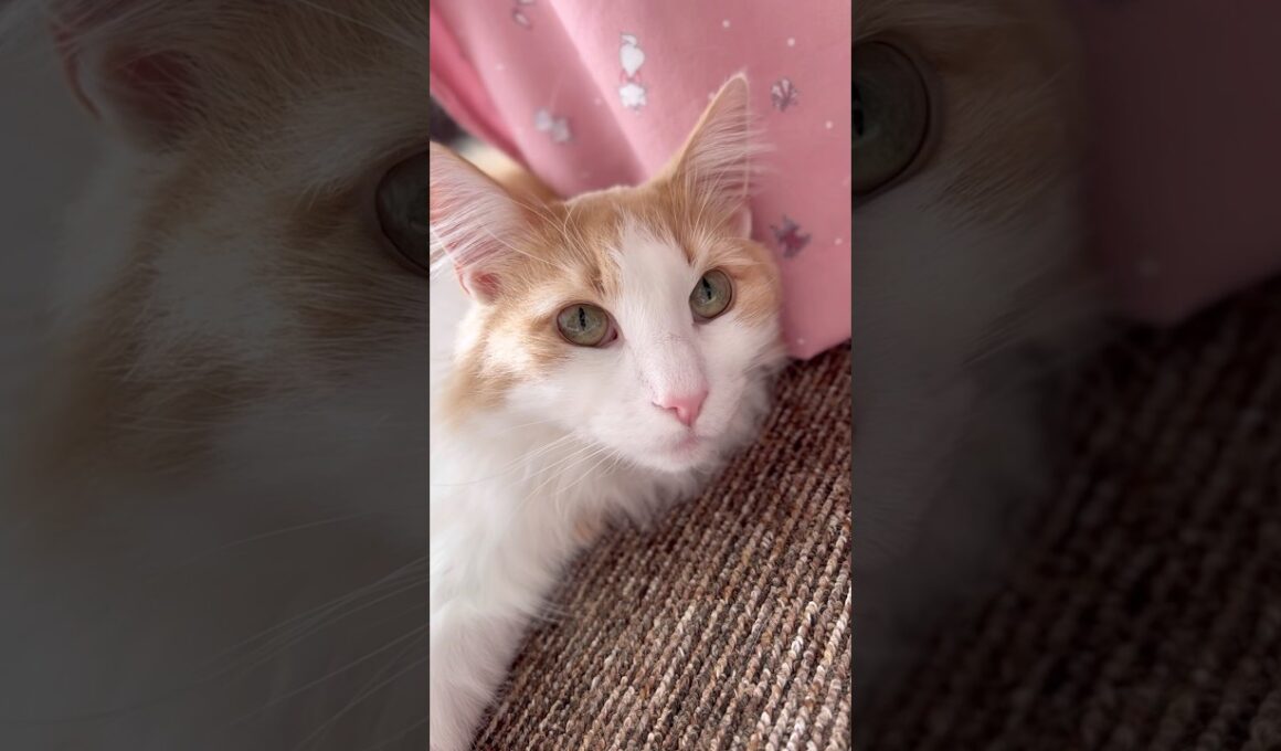 今朝のボク #ノルウェージャンフォレストキャット#norwegianforestcat#猫#cat#猫のいる暮らし#猫可愛い#ゴロゴロ