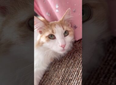 今朝のボク #ノルウェージャンフォレストキャット#norwegianforestcat#猫#cat#猫のいる暮らし#猫可愛い#ゴロゴロ