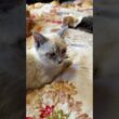 ドン引きするシャムの子ネコ雫「三毛猫ミックス、様子が変なんですけど」 ウp主「ミックスは、またたびで、酔っぱらいだよ」