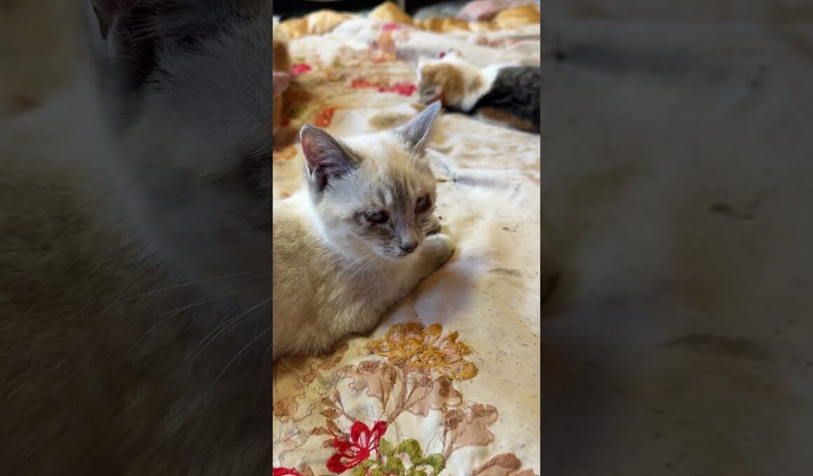 ドン引きするシャムの子ネコ雫「三毛猫ミックス、様子が変なんですけど」 ウp主「ミックスは、またたびで、酔っぱらいだよ」