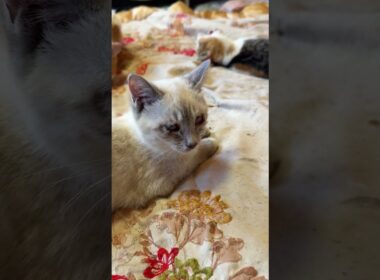 ドン引きするシャムの子ネコ雫「三毛猫ミックス、様子が変なんですけど」 ウp主「ミックスは、またたびで、酔っぱらいだよ」