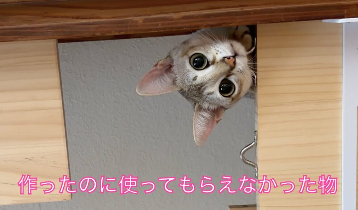 【シンガプーラ】頑張って作ったのに全く使ってもらえなかった物たち＃猫