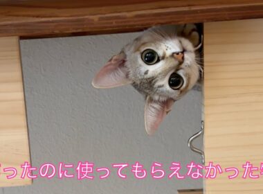 【シンガプーラ】頑張って作ったのに全く使ってもらえなかった物たち＃猫