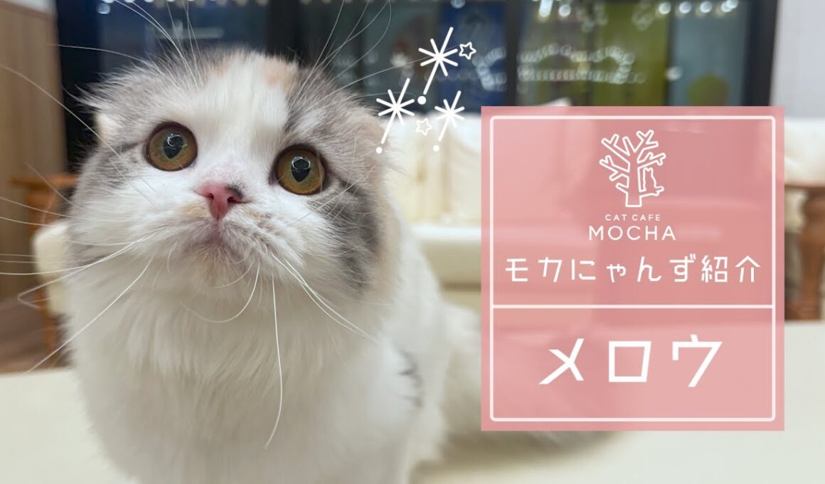 メロウ（スコティッシュフォールド♀）松本店