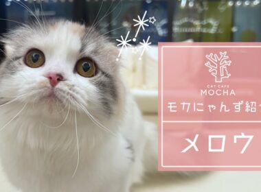 メロウ（スコティッシュフォールド♀）松本店