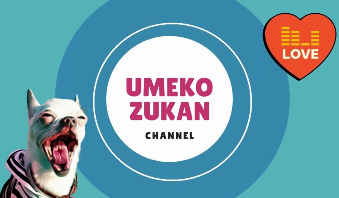 ヤクちぃず(ヒマラヤンドッグチュウ)を食べるチワワ