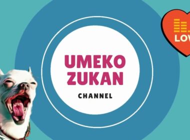 ヤクちぃず(ヒマラヤンドッグチュウ)を食べるチワワ