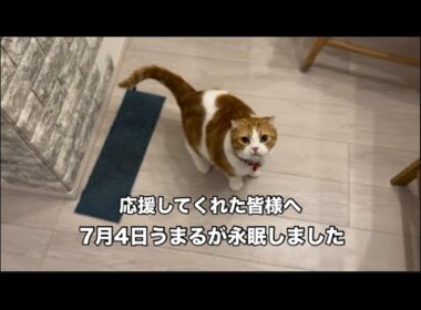 うまるとお別れ　スコティッシュフォールド