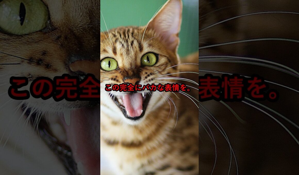 ベンガル猫、頭良すぎてバカになる