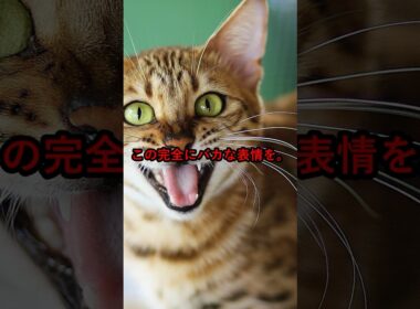 ベンガル猫、頭良すぎてバカになる