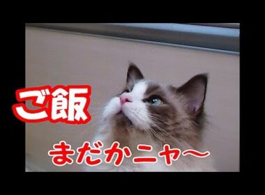 ご飯の催促をする猫と母ちゃんの会話 ラグドールのコハク君　Ragdoll Cat Kohaku