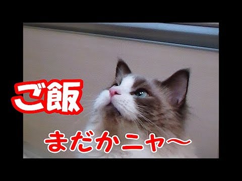 ご飯の催促をする猫と母ちゃんの会話 ラグドールのコハク君　Ragdoll Cat Kohaku