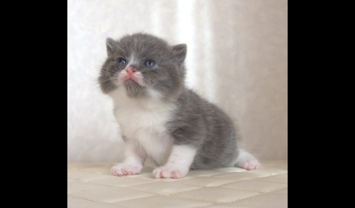 ブリティッシュショートヘアー子猫　British Shorthair　2025.9.27産まれ　　　ブルー＆ホワイト　女の子　シーダキャット猫のお店