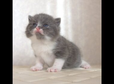 ブリティッシュショートヘアー子猫　British Shorthair　2025.9.27産まれ　　　ブルー＆ホワイト　女の子　シーダキャット猫のお店