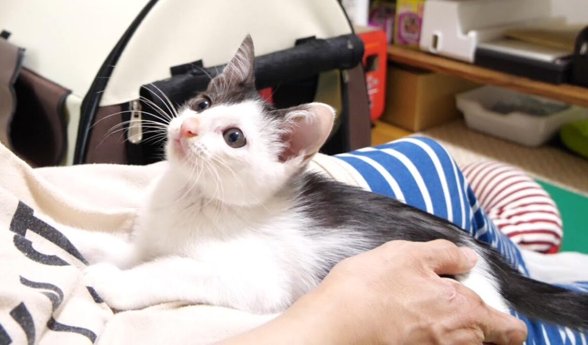 遊びたくてしょうがない子猫がママを遊びに誘う！？【赤ちゃん猫　保護猫】