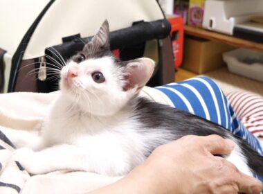 遊びたくてしょうがない子猫がママを遊びに誘う！？【赤ちゃん猫　保護猫】