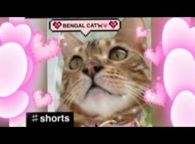 BENGAL CAT🐈‍⬛💗 ベンガル猫　ねこ　ネコ i phoneで撮影 編集⭐️⭐️⭐️⭐️⭐️⭐️⭐️⭐️⭐️⭐️⭐️⭐️⭐️⭐️⭐️⭐️