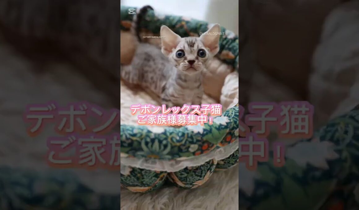 【デボンレックス】ご家族様募集中 #shorts #デボンレックス #デボンレックスブリーダー #devonrex #デボンレックス子猫 #子猫動画 #emeraldspirit #goldenrex