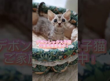 【デボンレックス】ご家族様募集中 #shorts #デボンレックス #デボンレックスブリーダー #devonrex #デボンレックス子猫 #子猫動画 #emeraldspirit #goldenrex