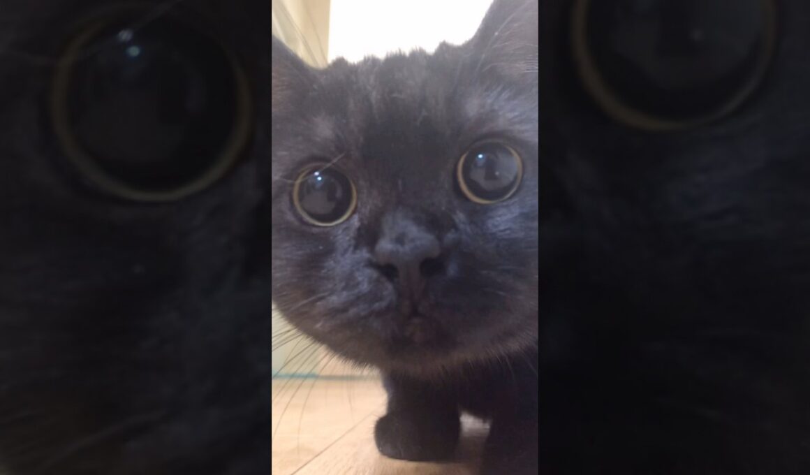 世界を癒す…きゅるるんお目目ニャ！#shorts