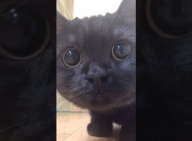 世界を癒す…きゅるるんお目目ニャ！#shorts